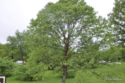 Betula Little King Clump — photo 4